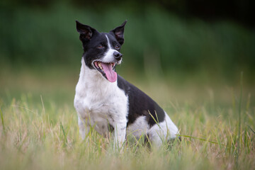 Small Dog, Big Adventure – Jack Russell in Nature