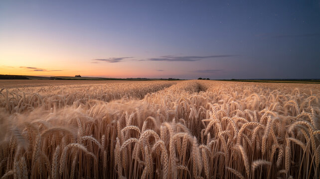 Beautiful landscape of a vast wheat field at dusk under a twilight sky with stars.