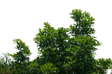 A lush green tree with broad leaves stands out against a transparent backdrop, ideal for use in digital design, graphics, and creative projects