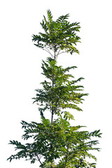 This illustration features a tall green tree with abundant leaves, set against an isolated...