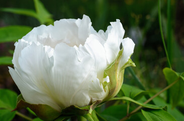 White peony on green background outdoors