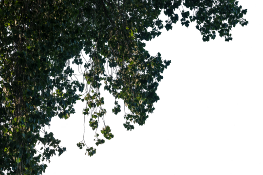 Lush green tree branches extend outward against a transparent background, perfect for digital design, overlays, and creative projects requiring natural elements