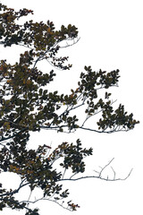 This PNG features a tree with intricate branches and leaves set against a transparent background, ideal for graphic design and creative projects