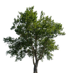 Tall and lush green tree with abundant leaves stands prominently against a transparent background, ideal for graphic design and artistic uses
