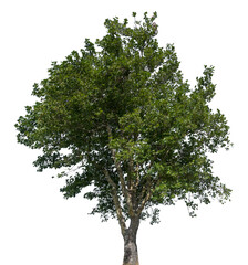 This large green tree has dense foliage and a sturdy trunk, perfect for artistic projects, design elements, or environmental illustrations on a transparent background