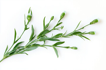 A sprig of green carnation buds and leaves isolated against a bright white background studio shot