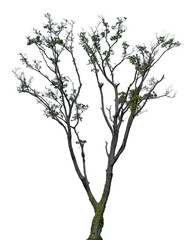 This tree features a slender trunk and a branching structure with minimal leaves. The isolated view highlights its natural form and intricate details