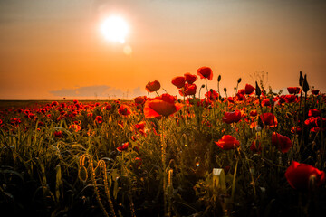 A field of red poppies at sunset with vibrant red petals of the poppies are silhouetted against a warm, glowing orange sky, with the sun's disk peeking through the stems and petals.