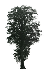 This tall tree silhouette stands out prominently against a transparent background, emphasizing its distinctive shape and intricate details of branches and leaves