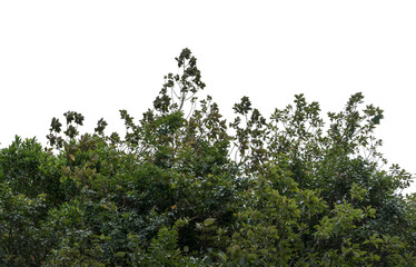 The depiction features a vibrant tree with rich green leaves and dense foliage, creating a natural focal point against a transparent backdrop, highlighting its structure