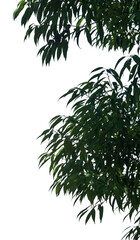 Lush green leaves from a healthy tree create an intricate display, highlighting the beauty and diversity of nature against a transparent backdrop, perfect for design