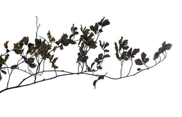 Branch featuring delicate twigs and brown leaves stands out against an isolated transparent background, highlighting the beauty of nature and minimalist aesthetics