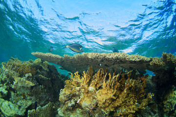The tropical fish has as its home a huge hard coral.