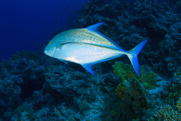 Obraz premium A blue-gray tuna swims over the fire coral reef.