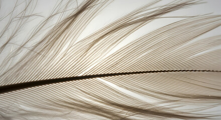 Delicate Feather Texture With Linear Structure For Creative Design Resource