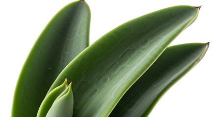 aloe vera plant on black background