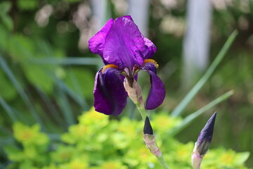 Purple iris flower in summer garden. Cultivar from Intermediate Bearded Iris (IB) Group