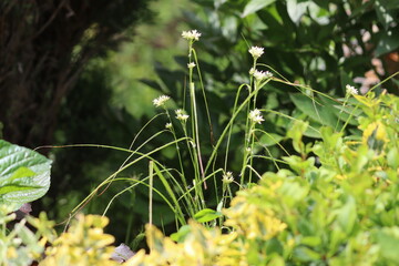 Flower of snow-white wood-rush (Luzula nivea) plant in garden