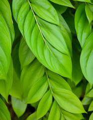 Lush green foliage texture for a fresh natural backdrop and wallpaper, masterpiece. White tone