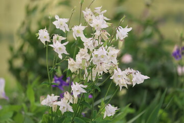 Flowering common columbine (Aquilegia vulgaris) plant with white flowers in summer garden
