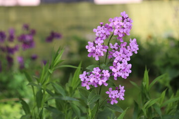 Purple flowers of dame's rocket (Hesperis matronalis) plant in summer garden