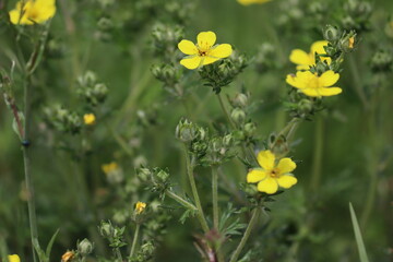 Yellow flowers of silver cinquefoil (Potentilla argentea) in the wild