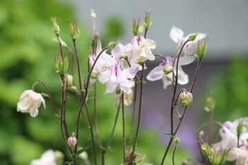 Flowering common columbine (Aquilegia vulgaris) plant with white flowers in summer garden