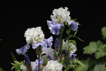 White-blue iris big flowers in summer garden. Cultivar from Tall Bearded Iris (TB) Group