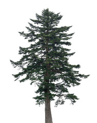 A tall evergreen tree showcases its vibrant green needles and strong trunk against a transparent backdrop, emphasizing its natural beauty and stature