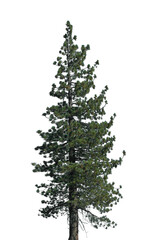 A tall evergreen tree with lush green foliage stands isolated on a transparent background, perfect for use in design projects or nature-themed illustrations