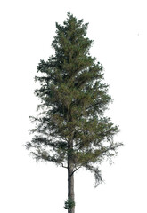 This tall evergreen tree features lush green foliage and a sturdy trunk, perfect for use in design projects needing natural elements