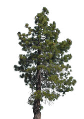 A solitary evergreen tree stands tall with a sturdy trunk and vibrant green needles against a clear, transparent backdrop, showcasing its natural beauty and form
