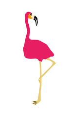 pink flamingo isolated on white