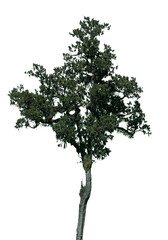 This tall green tree features dense foliage and a robust trunk, highlighting natural beauty and intricate details against a transparent backdrop