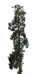 Green tree stands tall against a transparent background, exhibiting a vibrant crown of leaves reaching towards the sky, symbolizing nature's resilience and peace