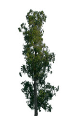 A tall, lush green tree is depicted on a transparent background, suitable for various design applications, focusing on its vibrant foliage and crisp shape