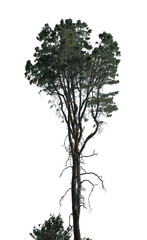 A tall tree stands prominently with long branches and lush green foliage, isolated on a transparent background, highlighting its natural beauty and structure