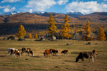 Cows grazing in a colorful autumn landscape with golden trees, grassy meadow, and snowy mountains. Natural scenery depicting countryside tranquility and beauty.