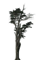This tall tree features a mix of lush green foliage and bare branches, standing prominently on an isolated transparent background, highlighting its unique structure