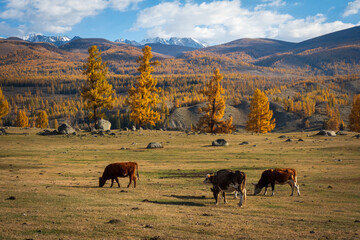 Cows grazing peacefully in a scenic valley during autumn with colorful foliage and mountain peaks.