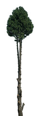 A tall evergreen tree features thick, lush green foliage at the top and a slender, rough bark trunk on a transparent background, ideal for various designs