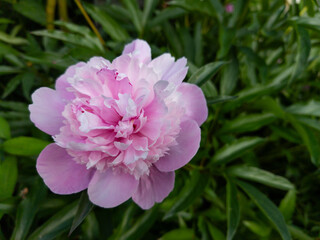 One pink peony flower in the middle of green leaves © VISUAL BACKGROUND