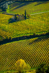Vibrant autumn countryside image of a lush vineyard with a charming rural home surrounded by nature.