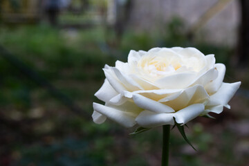 A blooming white rose in a garden. The delicate petals and soft lighting create a peaceful, romantic atmosphere perfect for nature and floral themes.