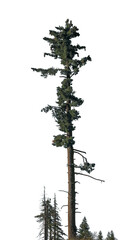 Isolated tall evergreen tree with detailed foliage stands on a transparent backdrop, ideal for graphic design, illustrations, and nature-related projects