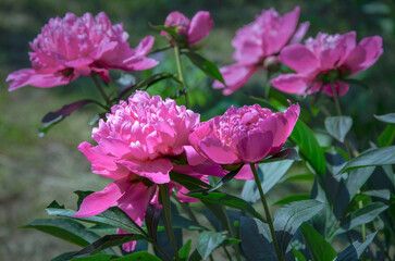 Pink terry peonies blooming in the garden.