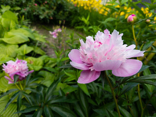 Pink peony flower in the middle of a magnificent green garden