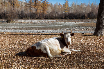 A cute white cow with red spots rests on fallen autumn leaves near a river