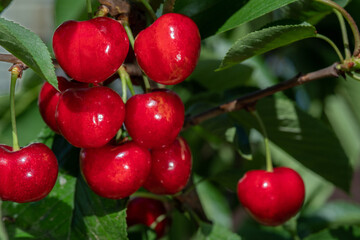 Great harvest of ripe red cherries on a tree branch. Selective focus.