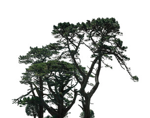 A tall, twisted tree features dense green foliage, showcasing its unique shape against a transparent background. This isolated subject highlights natural beauty